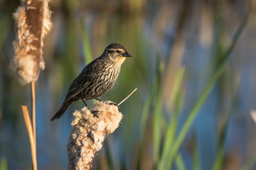 Bird of wetland