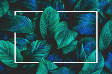 tropical leaves with white frame, abstract green leaves nature view of leaf in garden