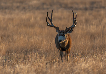 A Large Mule Deer Buck on the Plains of Colorado