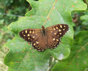 Ringlet, Aphantopus hyperantus