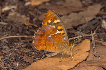 02.08.2019 ES, Kanarische Inseln, La Palma Pararge xiphioides Pararge xiphioides
