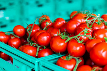 a closeup shoot to some tomatoes in a green crate - red color of tomates are very bright