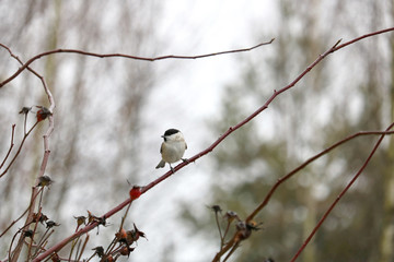 willow tit on a branch