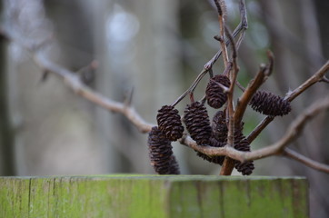 dry seeds in nature on the tree