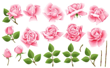 Behang Rozen Set bloemenelementen voor uw ontwerp. Roze bloemen met knoppen en bladeren op een witte geïsoleerde achtergrond.
