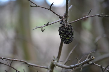 dry seeds in nature on the tree