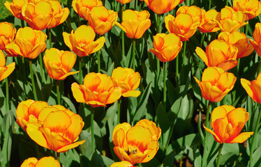 Wonderful blooming of colorful tulips. Tulips are a symbol of spring.