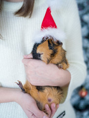 Cute brown mouse with a red Santa hat in female hands close-up