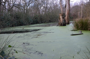 lake in the forest in winter