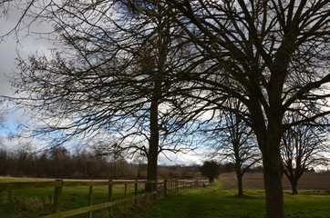 Landscape with trees and blue sky