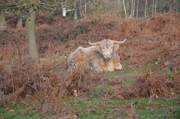 Wild cow in natural country park