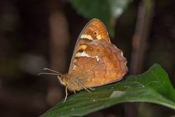 23.07.2019 ES, Kanarische Inseln, La Palma Pararge xiphioides Pararge xiphioides