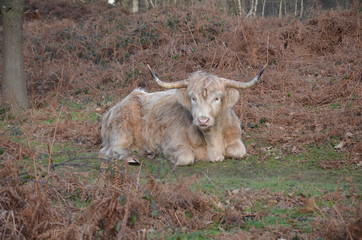 Wild cow in natural country park