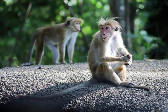 macacas in park of sri lanka
