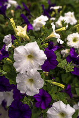 Petunia Patch