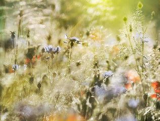 wildblumenwiese natur pastell sonne