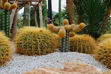 Cacti in the garden