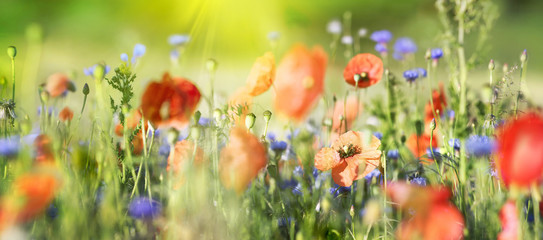 mohn- und kornblumen panorama, highres