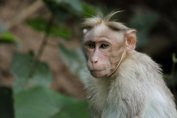 Monkey at thenmala