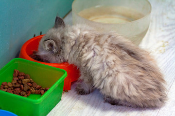 a homeless little fluffy kitten with blue eyes found on the street eats canned cat food from a plastic bowl