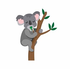 Koala eating eucalyptus leaves, marsupial animal from australia cartoon flat illustration vector isolated in white background