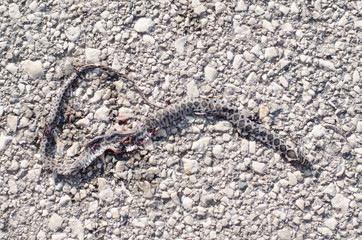 dried snake on the road, nice background, asphalt road and rough surface