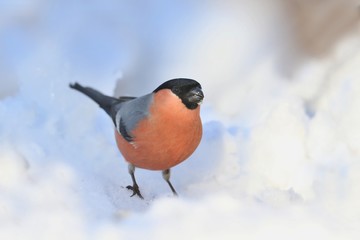 Beautiful Eurasian bullfinch sits in the snow. Male bullfinch in the nature habitat. Pyrrhula...