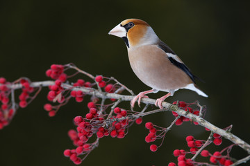 Hawfinch. Coccothraustes coccothraustes.