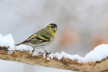 Eurasian siskin sitting on the branch. Carduelis spinus. song bird in the natureWinter scene with song bird