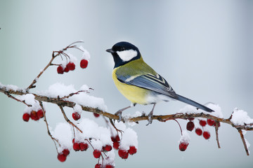 Great tit Parus major, On berries in frost © Ivan