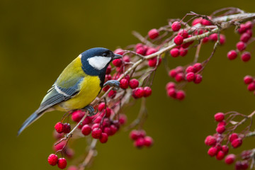 Great tit Parus major, On berries in frost
