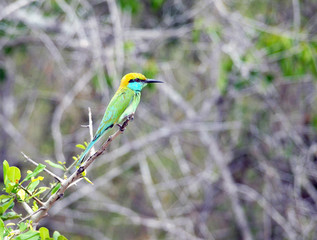 Bee-eater