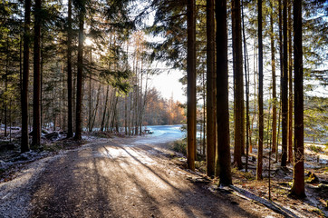 ein Waldweg im Winter mit Sonne
