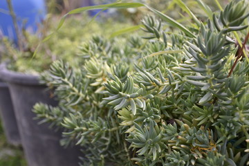 rosemary in pot