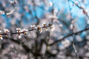 Blossom Pink Cherry Flowers Background