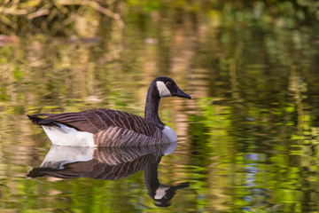 Canada goose, Branta canadensis, single bird on water