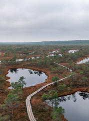 Autumn swamp in the national park. View on the nature