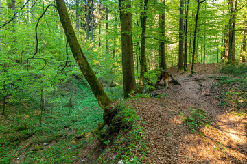 Fototapeta premium Entspannung erfahren im Wald