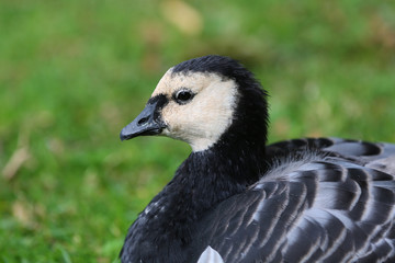 Wild Bird Barnacle Goose Branta Leucopsis