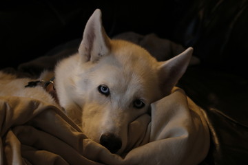 Husky Malamute Puppy Lying, Panting, Isolated On White