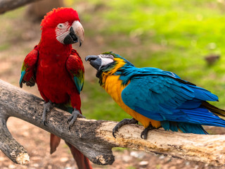 Rainbow Lorikeet Colorful Parrot.