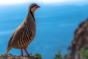 Red-legged partridge