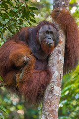 Central Bornean orangutan ( Pongo pygmaeus wurmbii ) in natural habitat. 