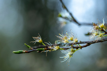 Anthers of Cherry Flowers at Spring