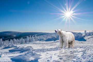 Eisbär in einer Winterlandschaft