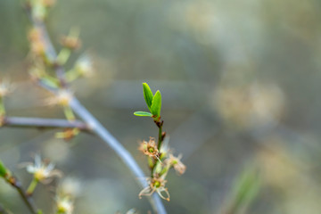 Fresh Budding Leaf Macro Shoot