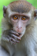 Macaque monkey in Borneo, Malaysia