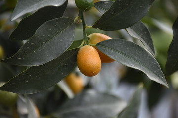 kumquats on green branch among green leaves