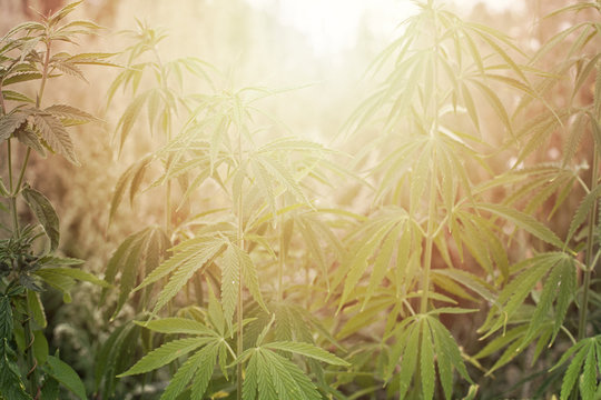 Cannabis Plants with Marijuana Buds Growing Outdoor and sunlight