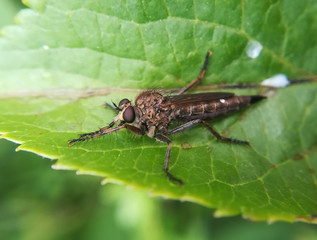 Brown heath robberfly, Machimus (Tolmerus) cingulatus